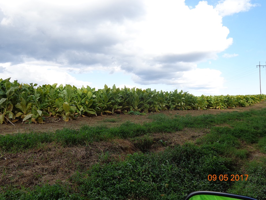 tobacco road sacramento Tobacco Road in Sacramento, CA – Reviews, Hours, and Contact Details