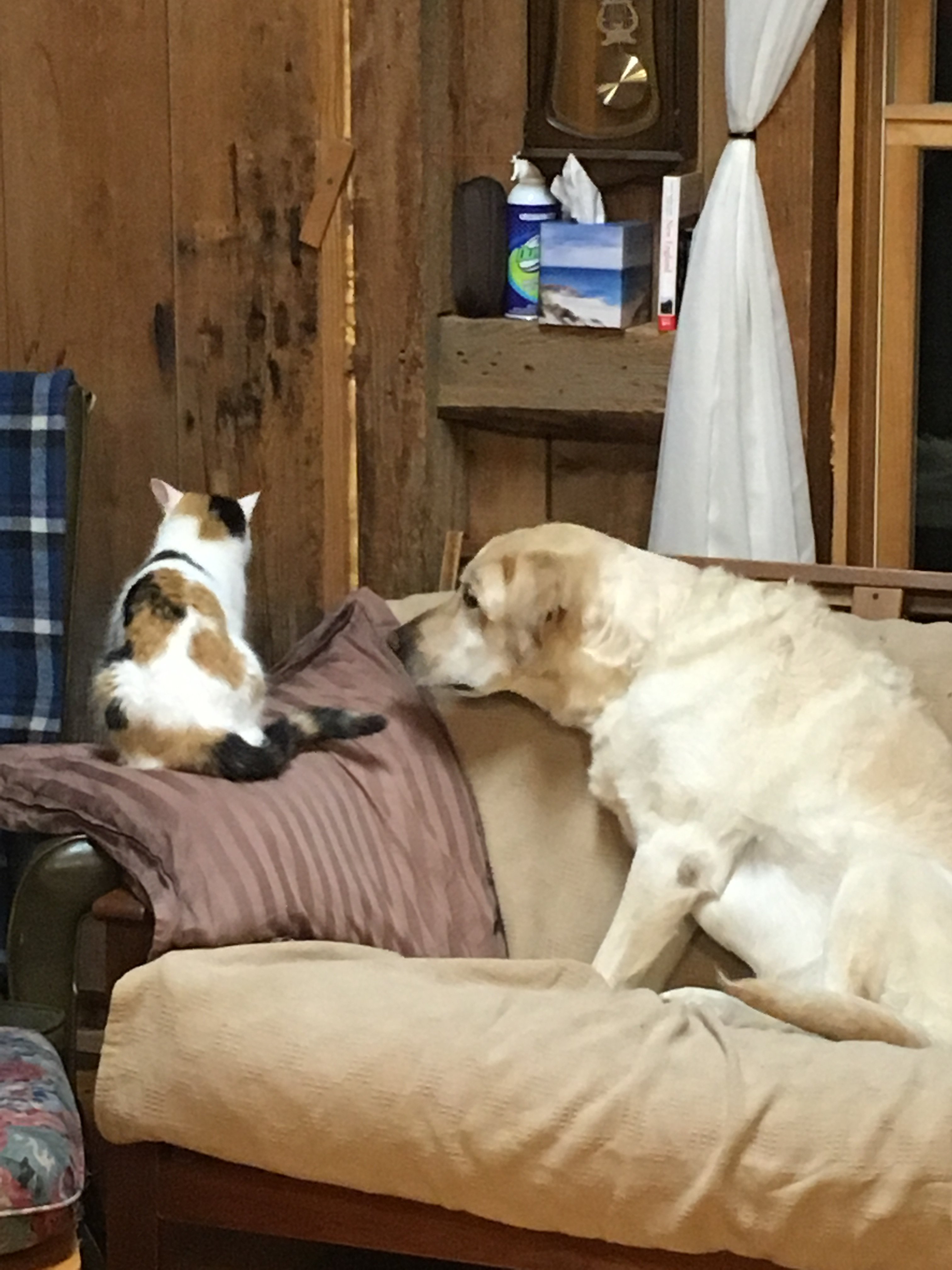 International cat day General Chat Red Power Magazine Community