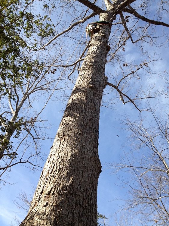 Pushing over Trees VS Digging out Stumps! - IH Construction Equipment ...