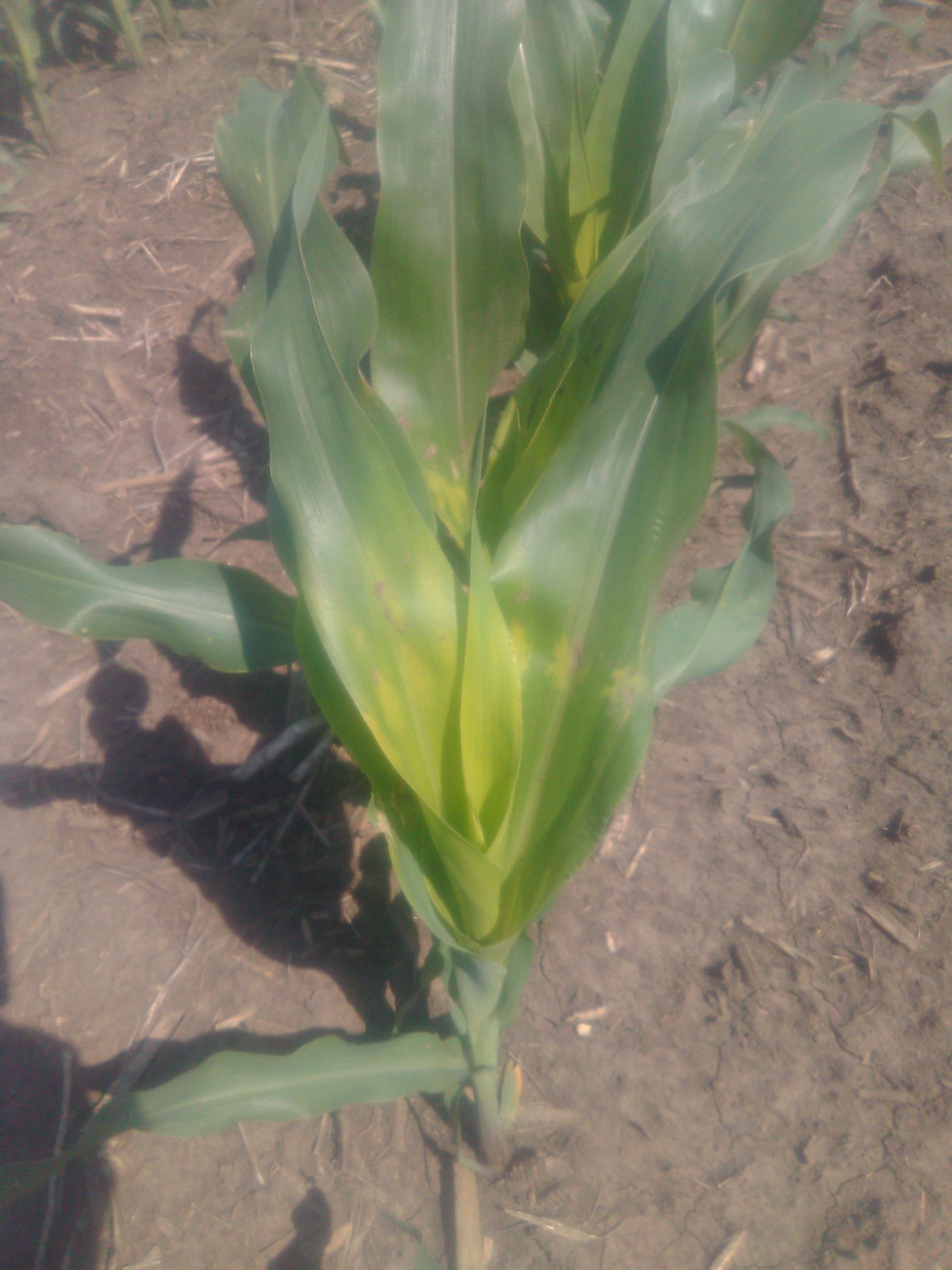 celsius herbicide mixing chart Celsius WG Herbicide