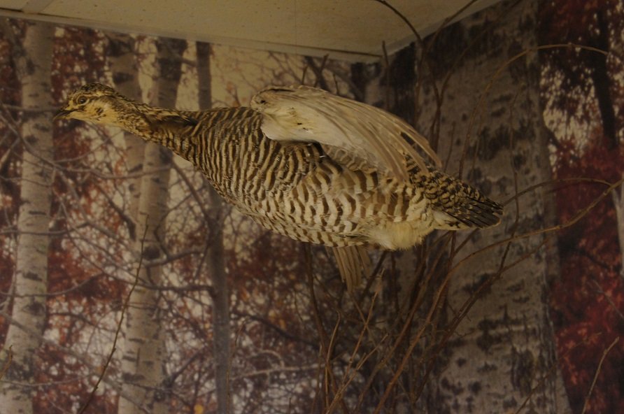 Farm Taxidermy General Chat Red Power Magazine Community