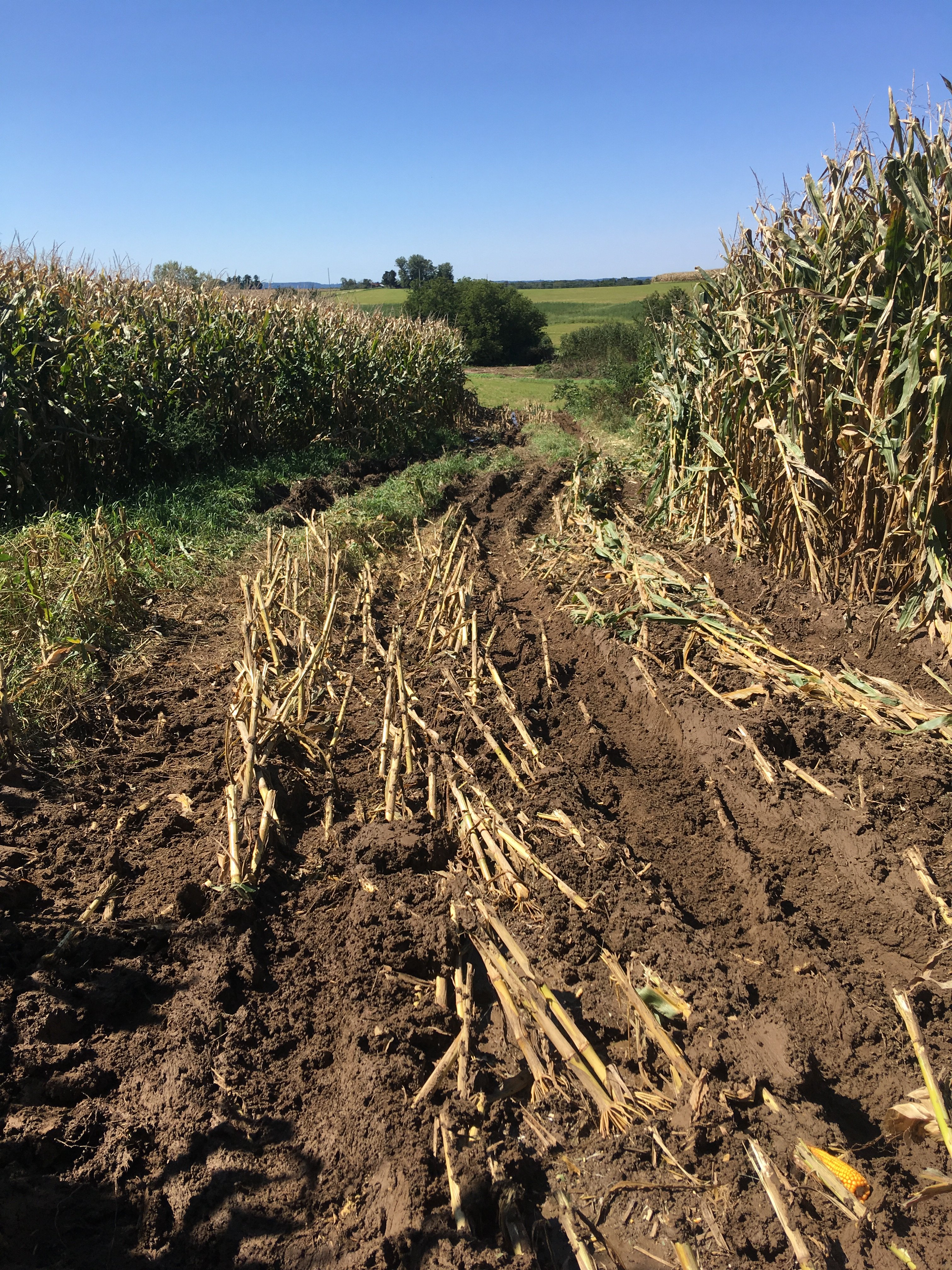 Muddle Corn Chopping corn in the mud - General Chat - Red Power Magazine Community