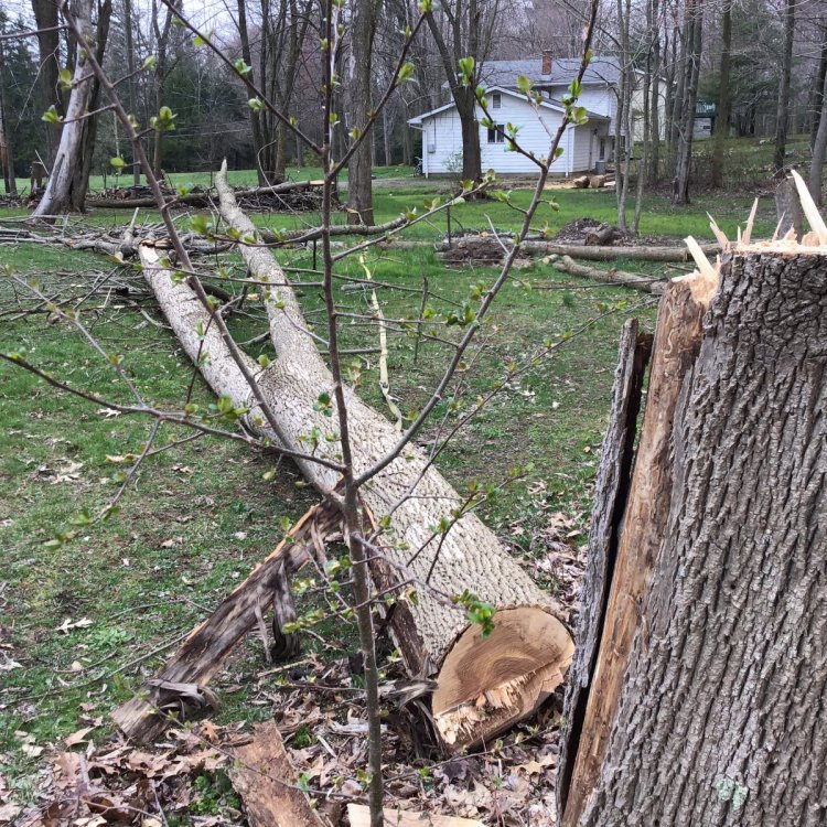 Took down the Yards dead Ash Trees - General Chat - Red Power Magazine ...