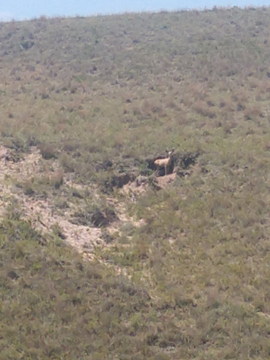 Deer Dens General Chat Red Power Magazine Community