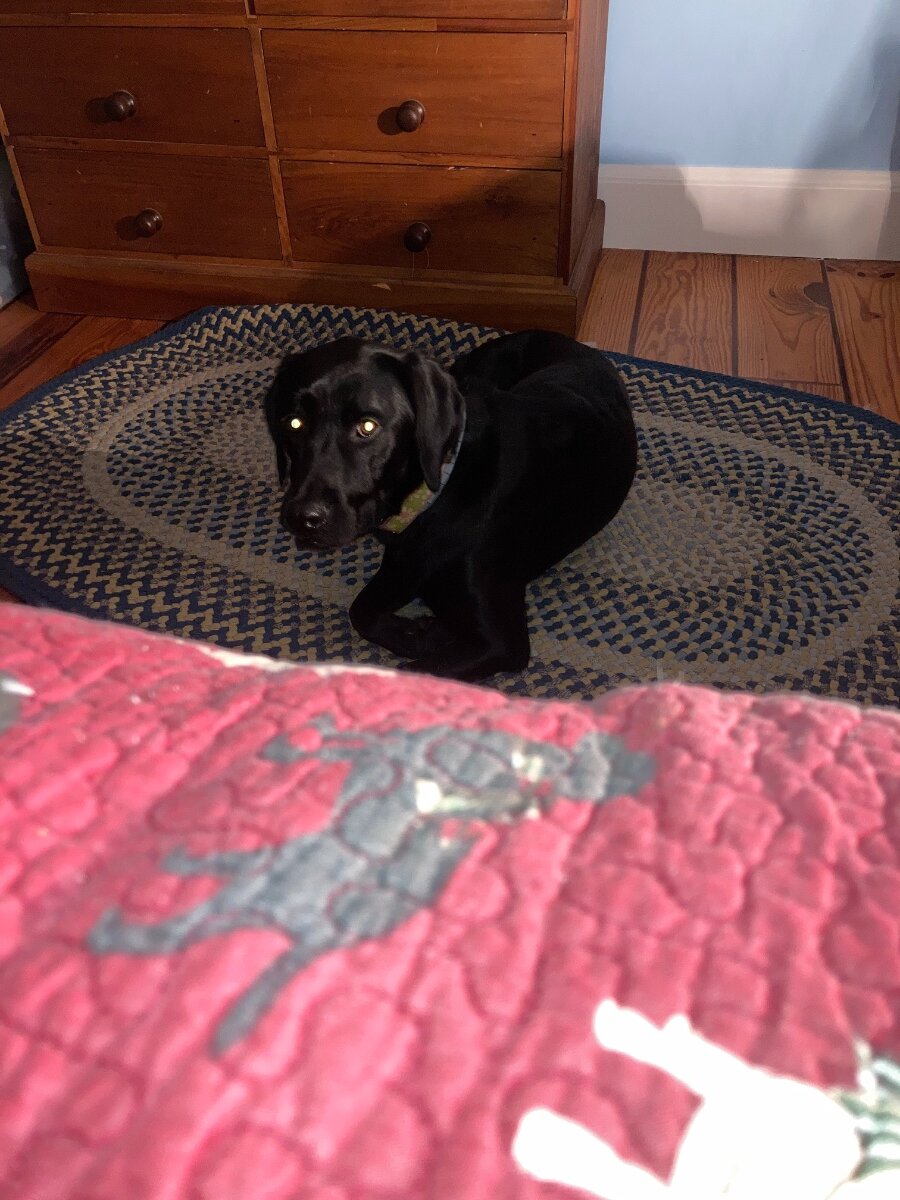 Dog scratches on car door. General Chat Red Power Magazine Community