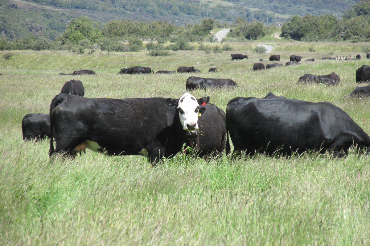 The cattle thread - Page 24 - General Chat - Red Power Magazine Community