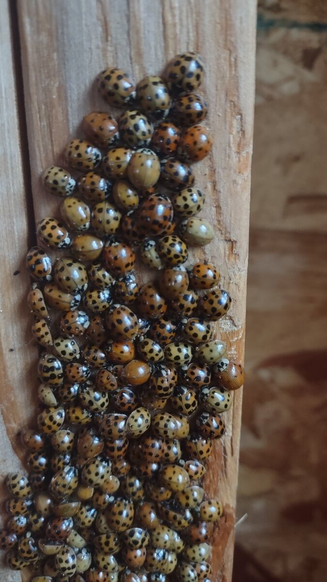 Lady bugs or asian lady beetles? General Chat Red Power Magazine