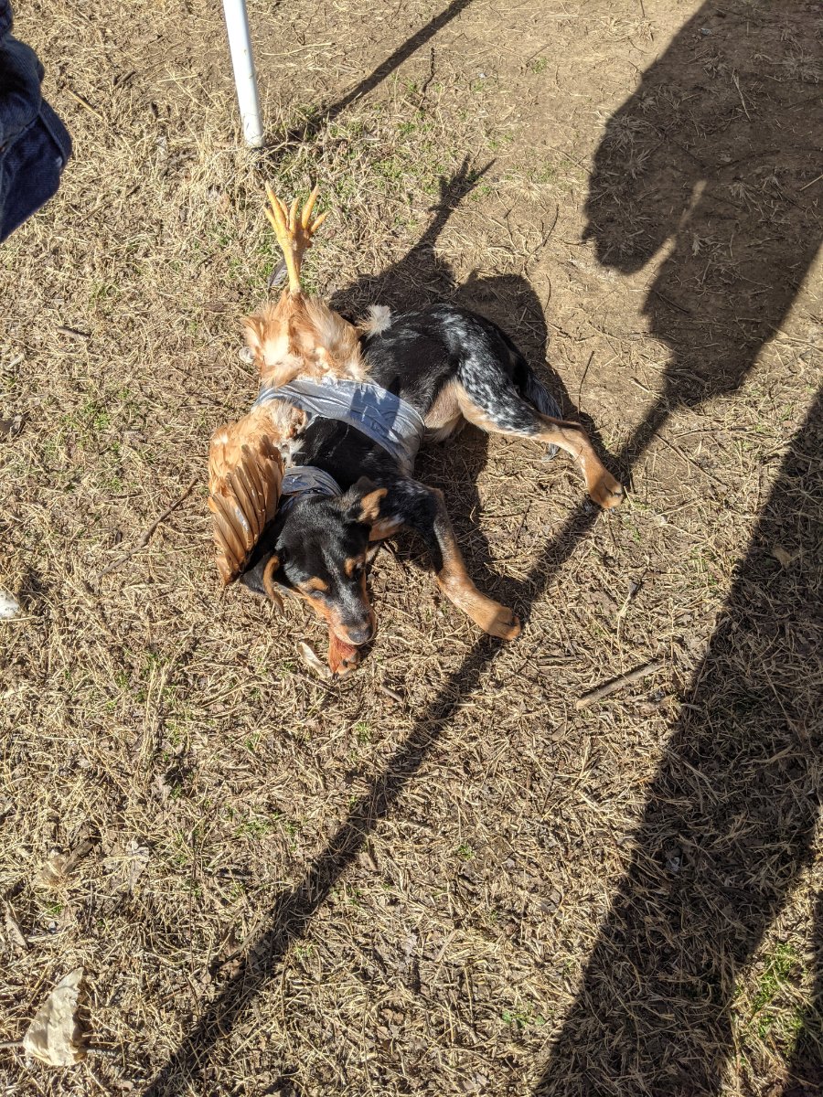 Teaching a dog not to kill chickens General Chat Red Power Magazine