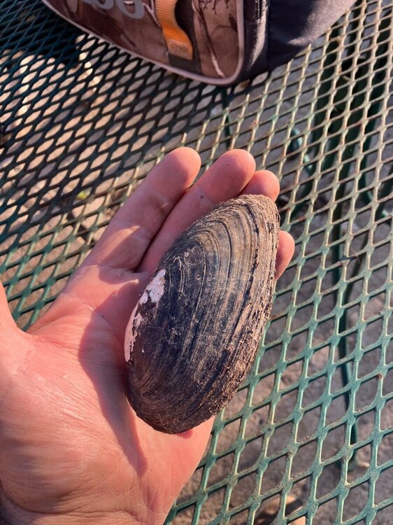 Fresh water clams - General Chat - Red Power Magazine Community