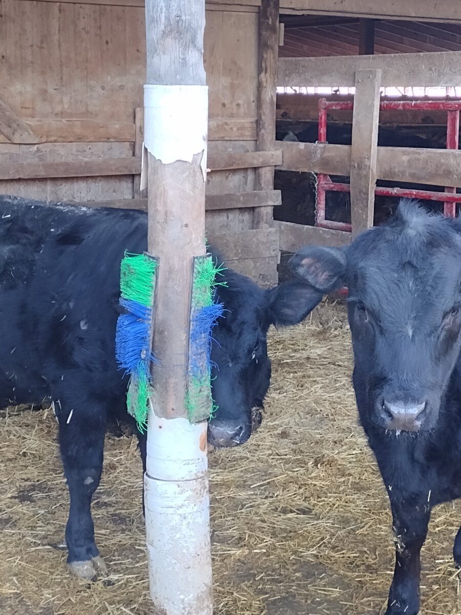 Cow Thread The cattle thread - Page 33 - General Chat - Red Power Magazine Community