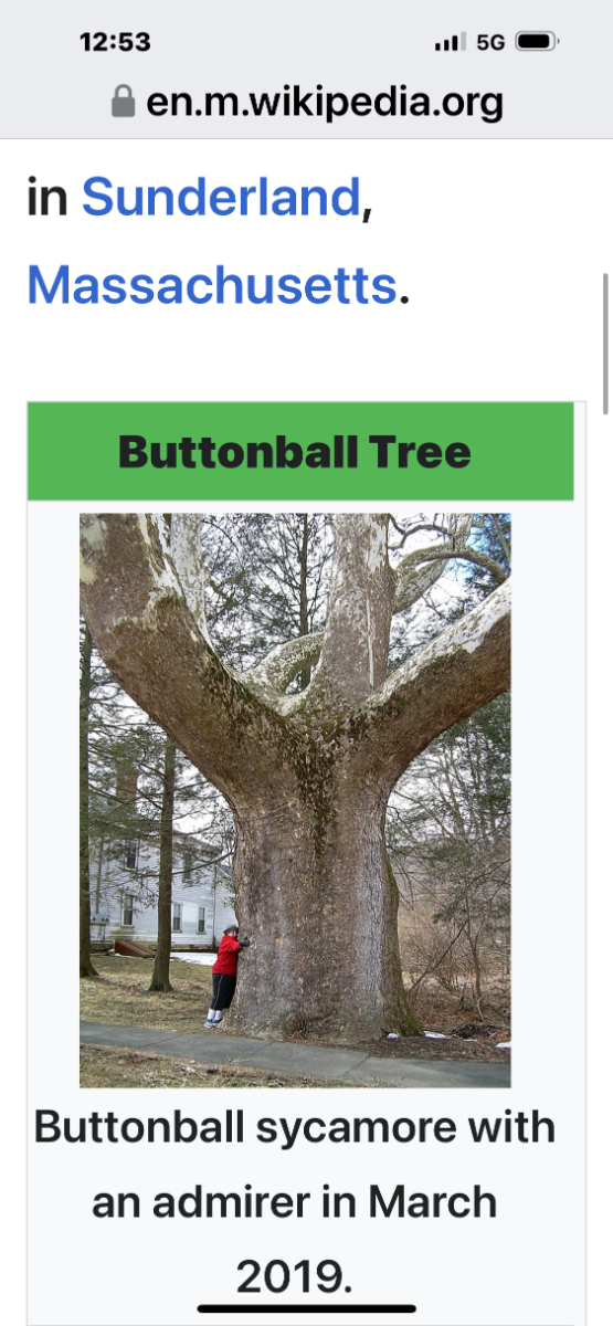 How big are your trees? - Page 2 - General Chat - Red Power Magazine ...