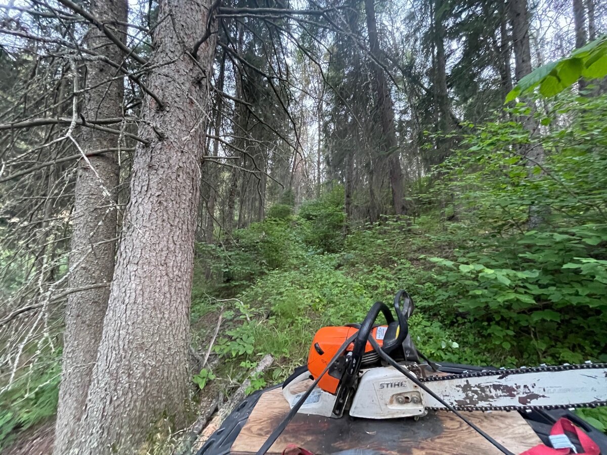 How big are your trees? - Page 2 - General Chat - Red Power Magazine ...