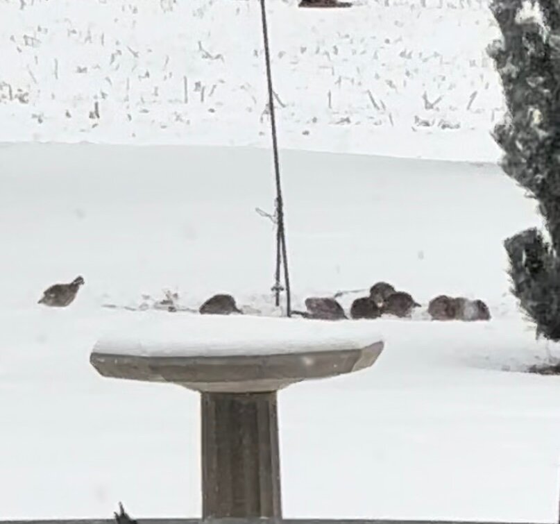 Quail Power Quail out back - General Chat - Red Power Magazine Community