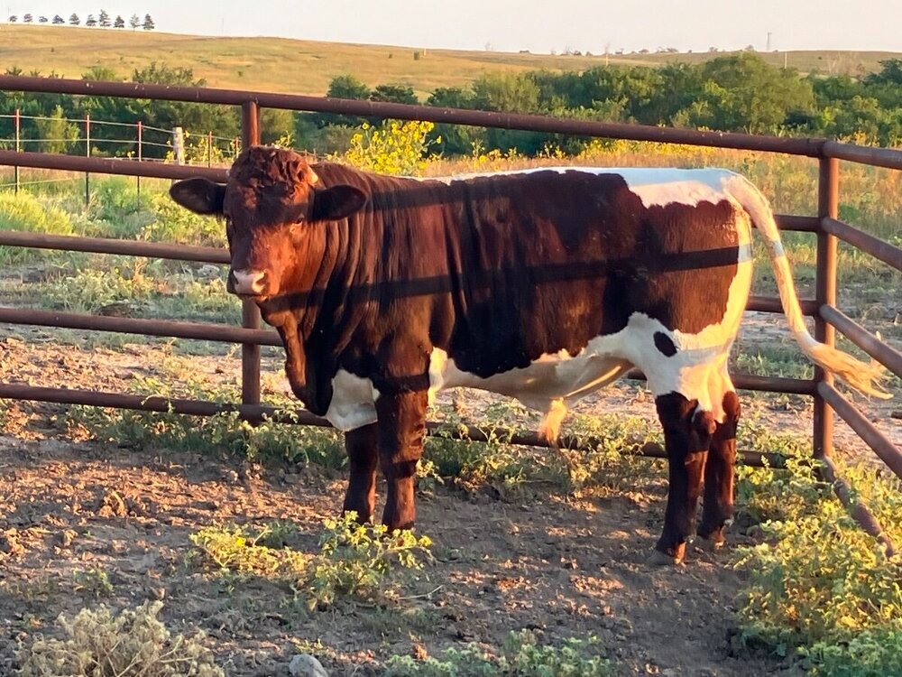 The cattle thread - Page 34 - General Chat - Red Power Magazine Community